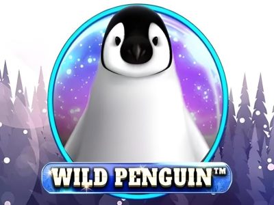 Wild Penguin